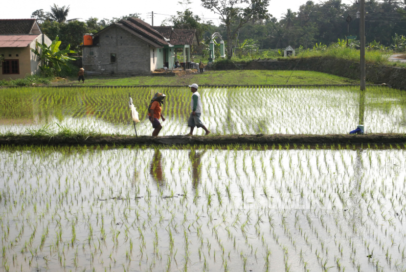 Sawah (ilustrasi). Proyek Food Estate Sukamandi di Kabupaten Subang, Jawa Barat terus berlanjut dan masuk pada tahap pertanaman, pertumbuhan, serta perawatan. 