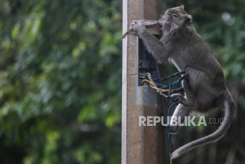 Seekor monyet ekor panjang (Macaca fascicularis) memanjat tiang di Kapuk Muara, Penjaringan, Jakarta Utara, Sabtu (17/2/2024). Meskipun sudah ada imbauan untuk tidak memberikan makan kepada satwa tersebut namun masih terdapat warga yang melanggar aturan tersebut. Pemberian makan monyet ekor panjang secara sembarang dapat berdampak kepada perilaku monyet ekor panjang setempat karena lebih memilih makan di luar wilayah margasatwa.