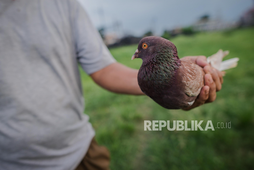 Satreskrim Polresta Banyumas mengungkap kasus pencurian burung merpati senilai Rp 33,5 juta (ilustrasi).