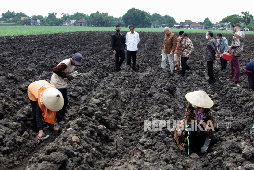 Presiden Joko Widodo (tengah) mengamati petani menanam tebu di kebun tebu Temugiring PTPN X Batankrajan, Gedeg, Mojokerto, Jawa Timur, Jumat (4/11/2022). Kunjungan tersebut dalam rangka meninjau tebu varietas unggul terbaru (tebu NX-04) yang diharapkan dapat mewujudkan swasembada gula dalam lima tahun ke depan. Jokowi memerintahkan Menteri BUMN Erick Thohir menyiapkan bibit-bibit dengan varietas yang paling baik serta bekerja sama dengan Brasil selaku negara yang memiliki pengalaman yang baik dalam manajemen tebu dan gula.