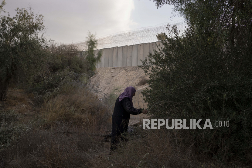 File - Petani Palestina memanen buah zaitun di sebelah pembatas pemisah.