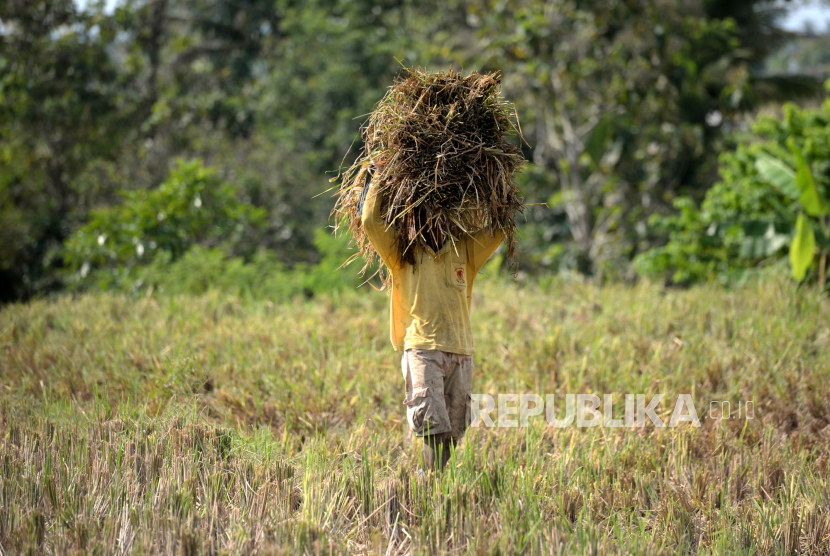 Petani memanen padi di area persawahan di Kulon Progo, Yogyakarta, Selasa (2/6). Direktur Eksekutif Indef menyebut isu impor ganggu harga beras di tingkat petani