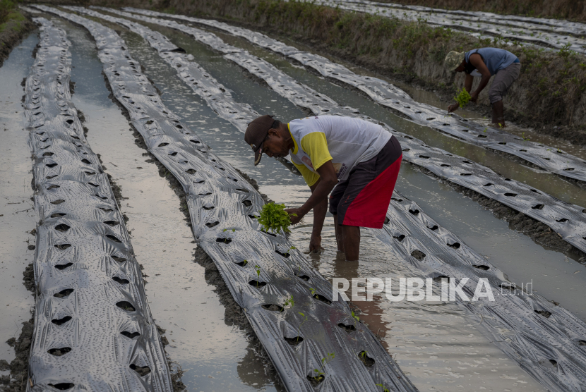 Petani menanam bibit cabai rawit (ilustrasi). Pemerintah Kabupaten Bangka, Provinsi kepulauan Bangka Belitung, menyalurkan bantuan bibit cabai sebanyak 240 bungkus melalui kelompok tani untuk membantu meningkatkan produksi panen.