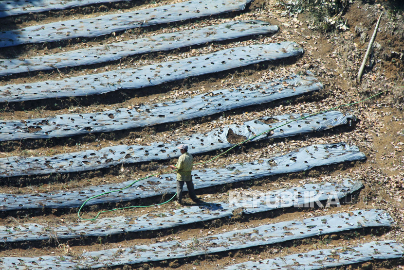 Petani menyiram lahan di perbukitan kawasan Mekarwangi, Kecamatan Lembang, Kabupaten Bandung Barat, Jawa Barat, Jumat (1/9/2023). 