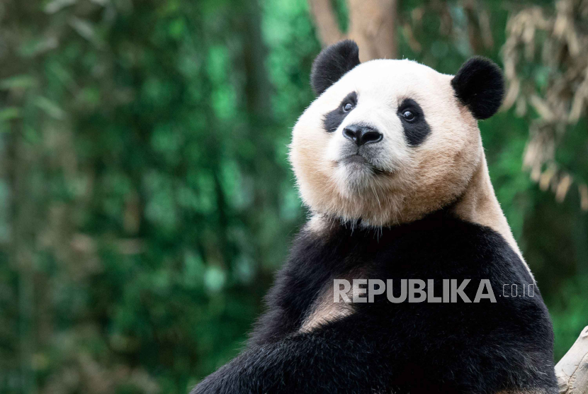 Panda Fu Bao. Interaksi terakhir pengasuh dengan panda Fu Bao membuat publik terharu.
