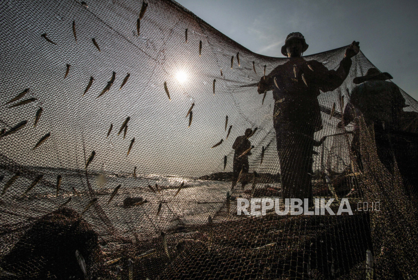 Nelayan mengambil hasil tangkapan  ikan teri atau bilis (Engraulidae) dari jaring di perairan. (Ilustrasi)