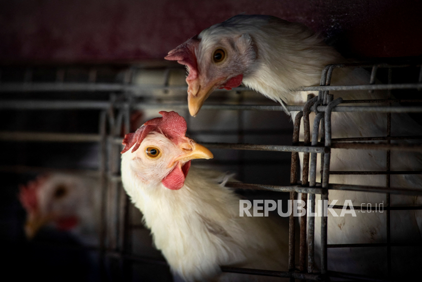 Foto peternakan ayam di Buenos Aires, Argentina, Rabu (22/2/2023). Pemerintah Argentina mengadopsi langkah-langkah baru untuk mencegah penyebaran flu burung dan membatasi potensi kerusakan ekspor saat kasus meningkat di negara tersebut.
