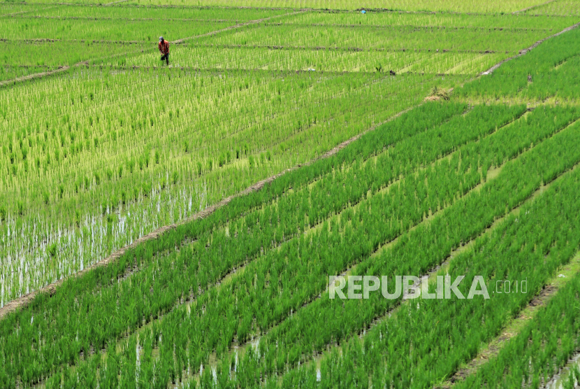 Petani menanam padi di areal sawah desa Tegal karang, Palimanan, Cirebon, Jawa Barat. Ratusan petani dari 20 desa di Kabupaten Cirebon melakukan gropyokan atau bergotong royong membersihkan endapan lumpur yang ada di sungai, Rabu (5/10). Hal itu mereka lakukan agar aliran air yang menuju sawah mereka