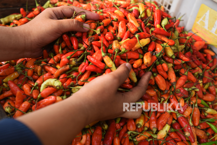 Pedagang menyortir cabai rawit di Pasar Induk Rau, Serang, Banten, Rabu (14/7). BPS mencatat, cabai rawit merupakan komoditas yang paling dominan memberikan andil deflasi.