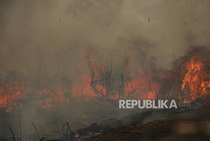 Api membakar lahan di Jalan Tjilik Riwut Km 9, Palangka Raya, Kalimantan Tengah, Kamis (31/8/2023). Berdasarkan data sementara dari Badan Penanggulangan Bencana Daerah (BPBD) Kota Palangka Raya, dari Jaunuari hingga Agustus 2023 kejadian kebakaran hutan dan lahan (karhutla) di daerah tersebut sebanyak 202 kali dengan luas total hutan dan lahan yang terbakar mencapai 153,05 hektare.  