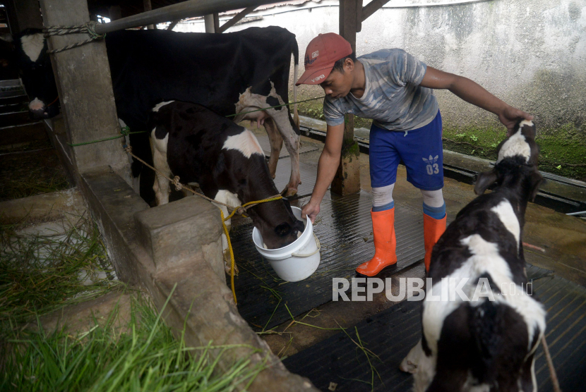 Pekerja memberi minum anak sapi usai memerah susu sapi di perternakan sapi perah di kawasan Duren Tiga, Jakarta, Rabu (25/5/2022). Pusat Kesehatan Hewan (Puskeswan) berperan sebagai garda terdepan dalam peningkatan kesehatan hewan terpadu di tiap kecamatan.
