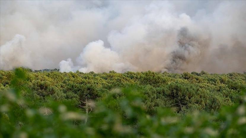 Jumlah kebakaran hutan di Eropa tahun ini meningkat hampir empat kali lipat rata-rata yang terlihat dalam 15 tahun terakhir