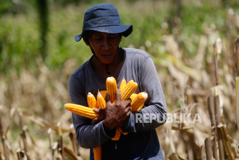  Seorang petani membawa jagung yang baru dipanen. Kementan mulai mengembangkan jagung varietas jakarin di Provinsi Sulawesi Tengah. Ilustrasi.