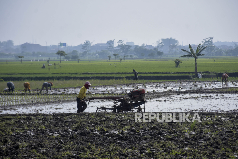 Sejumlah petani menggarap lahan di Kutawaringin, Kabupaten Bandung, Jawa Barat, Rabu (6/12/2023). 