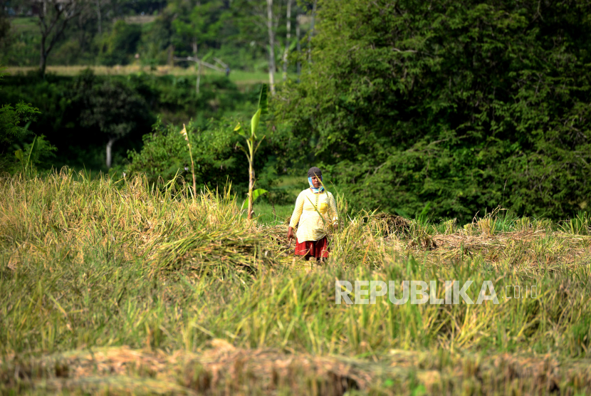 Petani memanen padi di area persawahan di Kulonprogo, Daerah Istimewa Yogyakarta (ilustrasi).