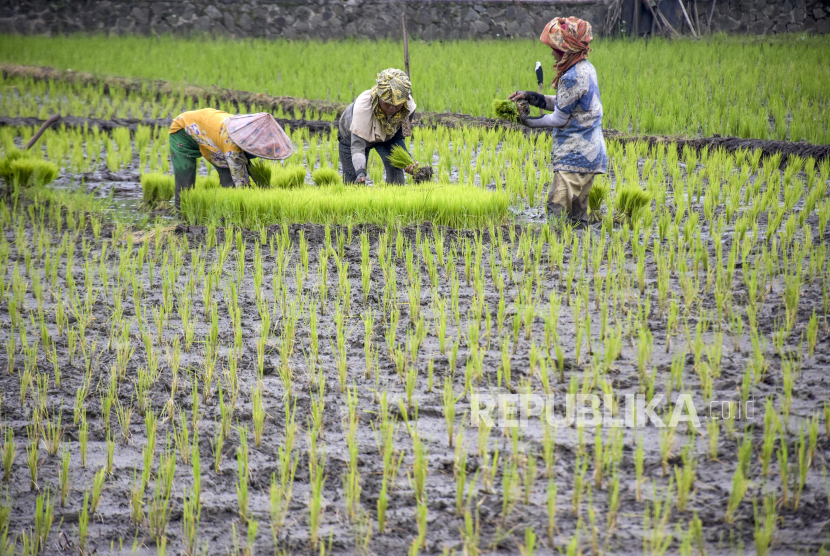 Sejumlah petani menanam padi. Badan Pusat Statistik (BPS), memprediksi terdapat peningkatan luas panen padi periode Januari-April 2022.