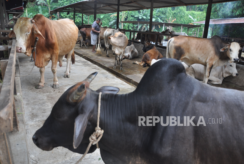 Pekerja membersihkan kandang sapi untuk hewan kurba, Pemkot Surabaya sudah mengatur pedoman pelaksanaan ibadah di hari raya Idul Adha tahun 2020.