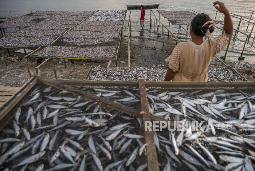 Pekerja mengumpulkan ikan-ikan yang telah dikeringkan di Pantai Mamboro, Teluk Palu, Sulawesi Tengah, Sabtu (16/10). Kementerian Kelautan dan Perikanan (KKP) menyebutkan, potensi perikanan tangkap nasional cukup besar dan menjadi terbesar di dunia dengan produksi mencapai 10,2 juta ton per tahun terdiri dari 9,3 juta ton perikanan tangkap laut dan 0,9 juta ton darat dan terus bertumbuh rat-rata 3,61 persen per tahun. 