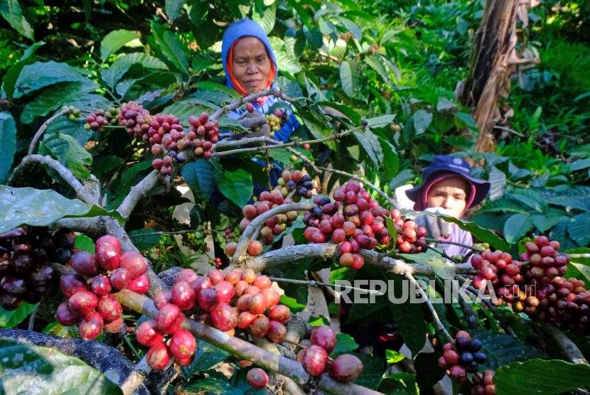 Petani kopi arabika Gayo terancam gagal panen karena faktor cuaca.