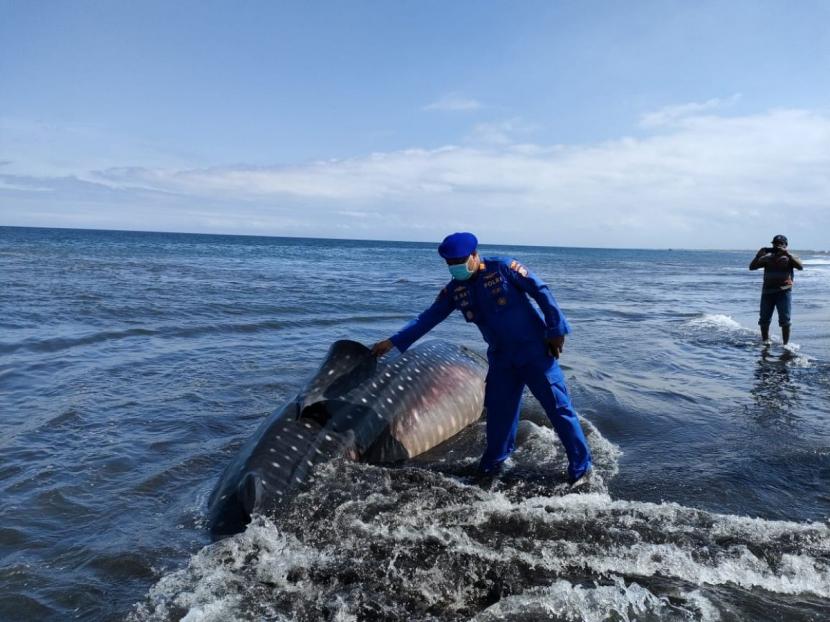 Hiu Tutul yang terdampar di pantai Desa Kepanjen Kecamatan Gumukmas Jember. (Foto: Polairud Polres Jember for jatimnow.com)