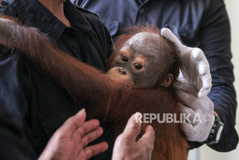 Petugas menggendong bayi Orangutan Kalimantan. WWF Indonesia desak semua pihak memperhatikan orang utan yang kurus kering di Kaltim.