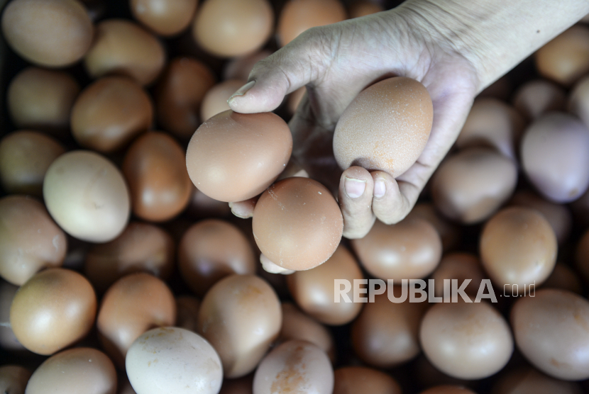 Seorang pedagang menunjukkan telur ayam dagangannya (ilustrasi). Harga telur ayam di Pasar Slipi, Jakarta Barat, mulai turun.