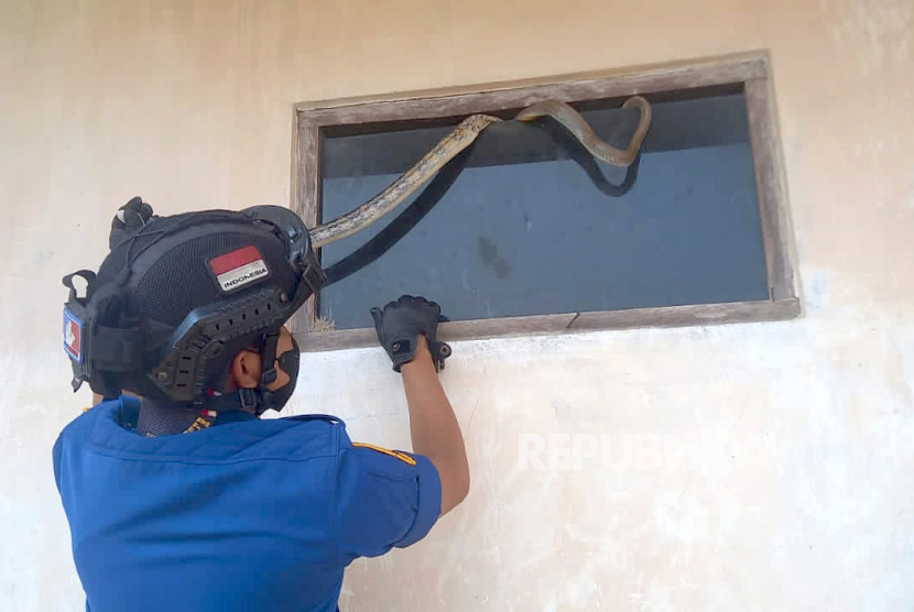 Petugas pemadam kebakaran mengevakuasi ular lanang sapi yang tersangkut kaca jendela rumah warga di Desa Citiusari, Kecamatan Garawangi, Kabupaten Kuningan, Jawa Barat, Rabu (11/10/2023). 