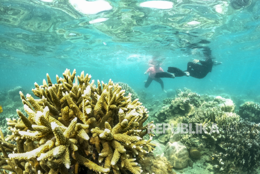 Tourists do surface diving (snorkeling) in the waters of Kepulauan Seribu, Jakarta, Saturday (9/9/2023).