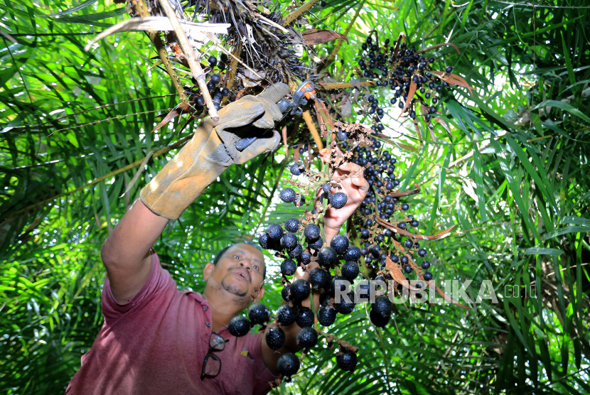 Petani memotong tangkai buah rotan atau buah jernang hasil budi daya saat panen di Desa Pulo Teugoh, Kecamatan Meureubo, Aceh Barat, Aceh, Jumat (4/8/2023). Buah jernang hasil budi daya tersebut dijual Rp110.000 per kilogram untuk dieksspor ke Hong Kong, Singapura dan China melalui agen penampung di Medan, Sumatera Utara.  