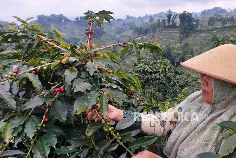 PT PLN Indonesia Power membuat kampung kopi konservasi sebagai solusi pemberdayaan masyarakat sekitar sekaligus menjadi pencegahan erosi tanah warga di sekitar DAS Serayu.