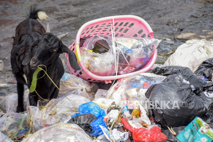 Seekor kambing mencari makan di tumpukan sampah (ilustrasi)