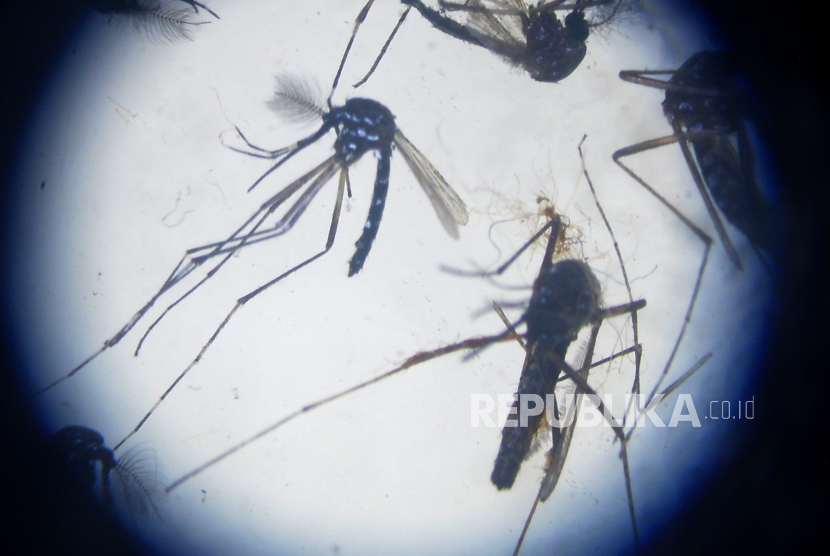 Nyamuk Aedes aegypti ber-wolbachia dewasa terlihat dari mikroskop.