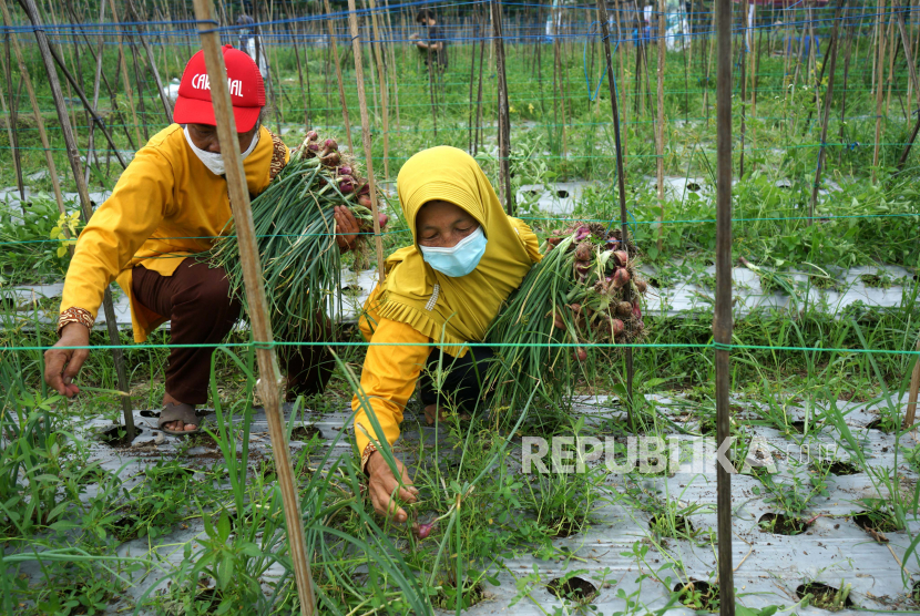 Warga memanen bawang merah saat panen perdana bawang merah dari biji varietas lokananta di Jurugan, Bangunkerto, Turi, Sleman, D.I Yogyakarta. 