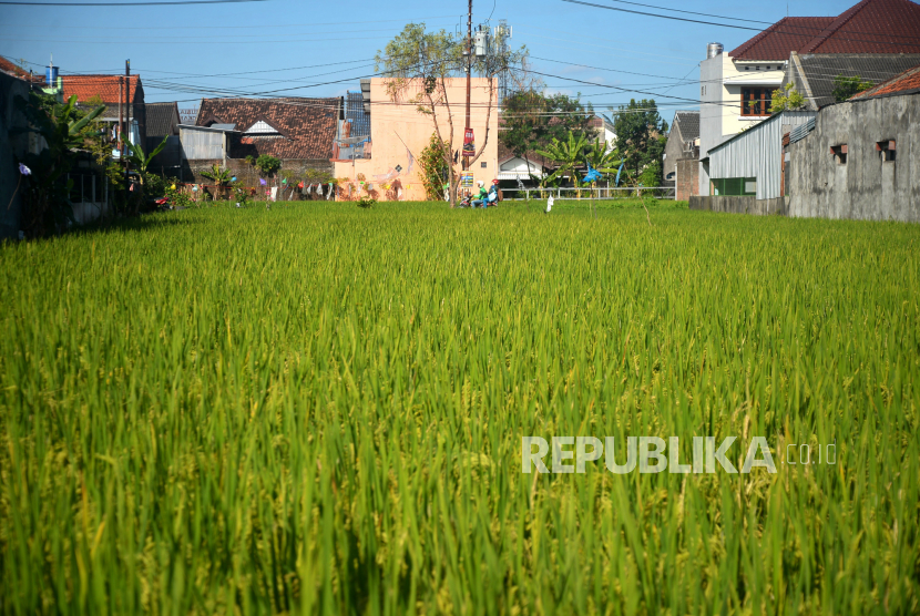 Lahan persawahan di antara bangunan permukiman di Umbulharjo, Yogyakarta, Kamis (20/7/2023). 