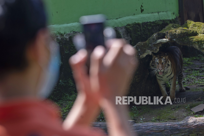 Petugas merekam video polah harimau sumatera untuk disiarkan secara langsung melalui media sosial di Taman Margasatwa Ragunan, Jakarta,Ahad (17/5/2020). Siaran langsung polah dua harimau bernama Hana dan Tino itu bertujuan untuk memberikan wawasan tentang satwa dan hiburan kepada masyarakat selama masa pandemi COVID-19