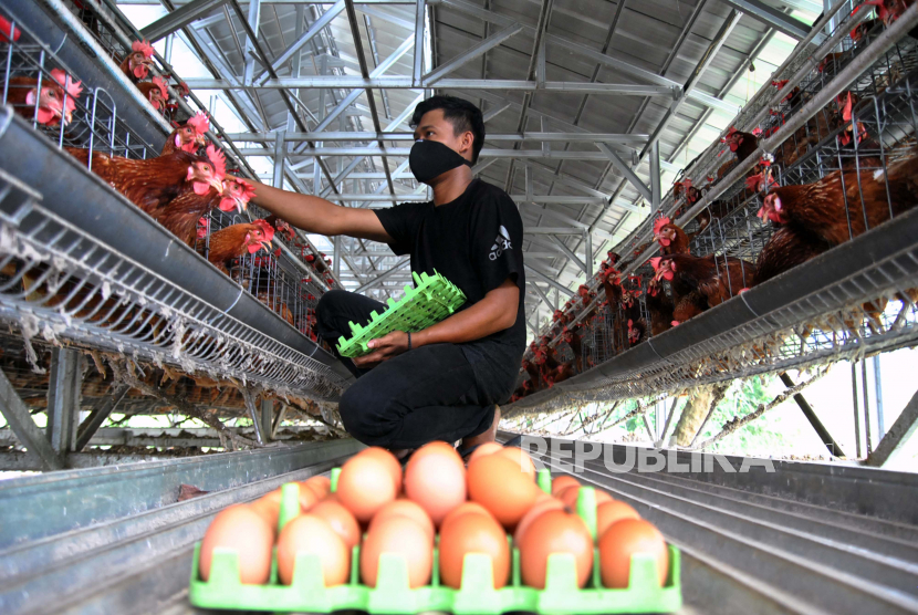Pekerja mengambil telur ayam di peternakan. Menjelang Idul Adha 1441 H, ketersediaan gula pasir, bawang merah, dan telur ayam, masih perlu untuk diintervensi/