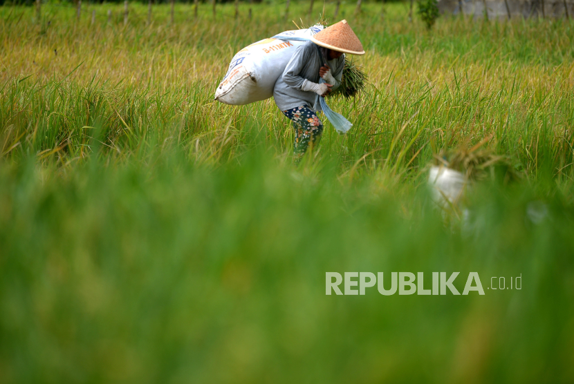 Petani membawa hasil panen padi di persawahan kawasan Minggir, Sleman, Yogyakarta, Selasa (5/12/2023). Badan Pusat Statistik (BPS) mencatat jumlah petani Indonesia sejak 2013 terus mengalami penurunan. Dari 31 juta petani pada 2013 hingga saat ini 29,3 juta petani, bahkan kondisinya didominasi oleh petani usia tua.