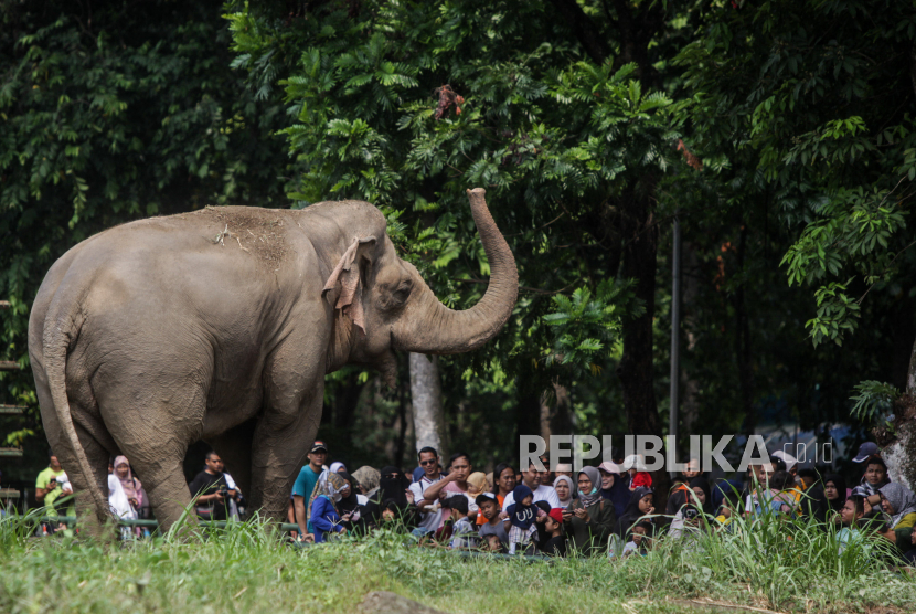 Pengunjung melihat gajah saat berwisata di Taman Margasatwa Ragunan, Jakarta. Sebanyak 285 personel gabungan mengamankan Ragunan.