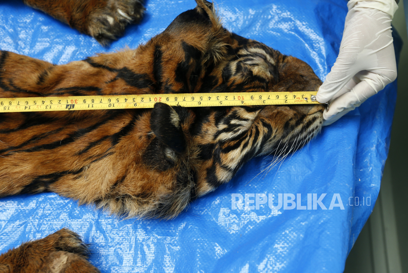 Dokter Balai Konservasi Sumber Daya Alam (BKSDA) Aceh mengidentifikasi harimau Sumatra (Panthera trigis Sumatrae).