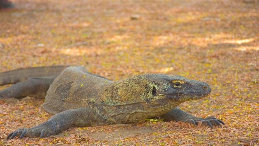 International Union for Conservation of Nature (IUCN) telah menetapkan komodo, spesies kadal endemik di Indonesia, sebagai fauna terancam punah