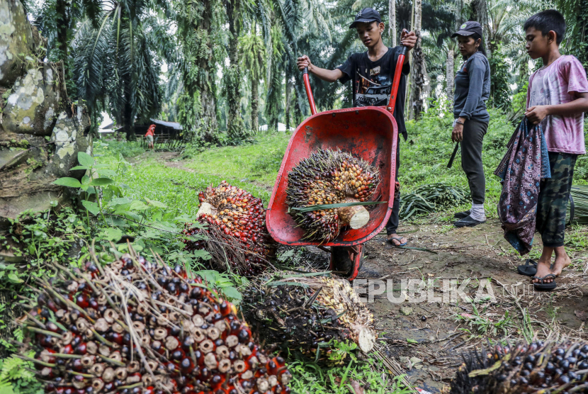 Seorang petani kelapa sawit mengangkut hasil panen di perkebunan kelapa sawit di Deli Serdang, Provinsi Sumatra Utara, Senin, (23/5/2022). 