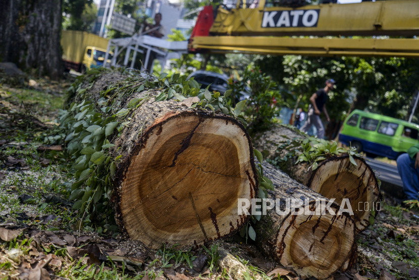 Petugas memotong batang pohon yang tumbang di Kota Bogor.