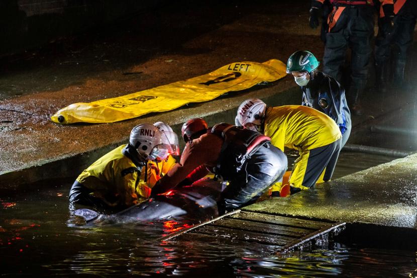 Bayi Paus yang Terdampar di Sungai Thames di London Diselamatkan