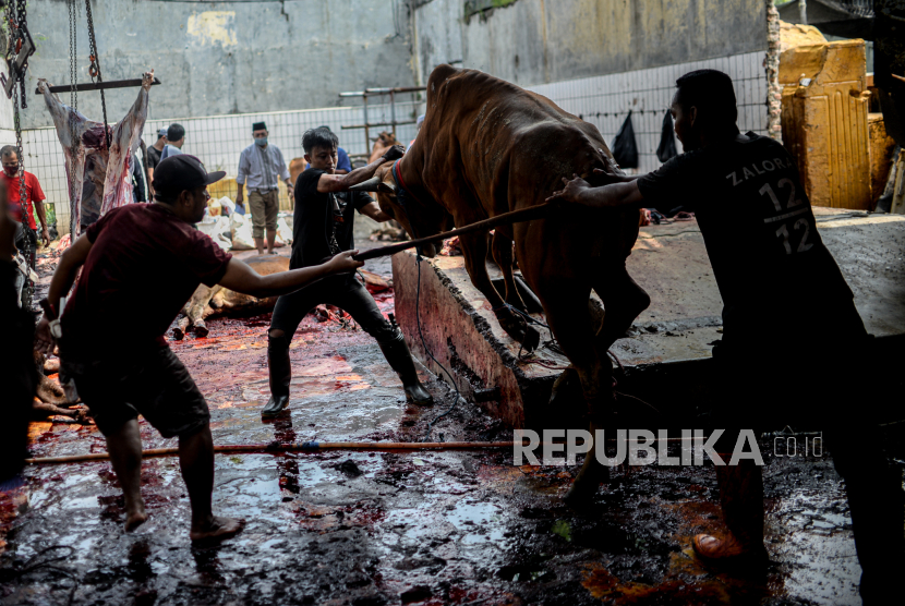 Petugas bersiap menyembelih hewan kurban di Rumah Potong Hewan (Ilustrasi)