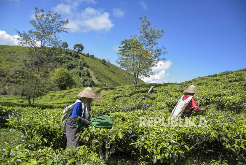 23 Petani Menangkan Gugatan Sengketa 53 Hektar Lahan HGU PTPN di Pangalengan