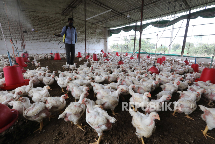 Peternakan ayam. Biosekuriti 3-zona merupakan metode yang murah, mudah, dan efektif untuk mencegah flu burung di peternakan.