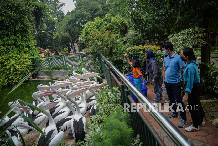 Pengunjung mengamati burung pelikan di Taman Margasatwa Ragunan (TMR), Jakarta, Kamis (20/8). Menurut Kepala Satuan Pelaksana Promosi TMR Ketut Widarsono pada hari libur nasional kali ini tercatat Taman Margasatwa Ragunan (TMR) mengalami peningkatan sebanyak 1.480 pengunjung.