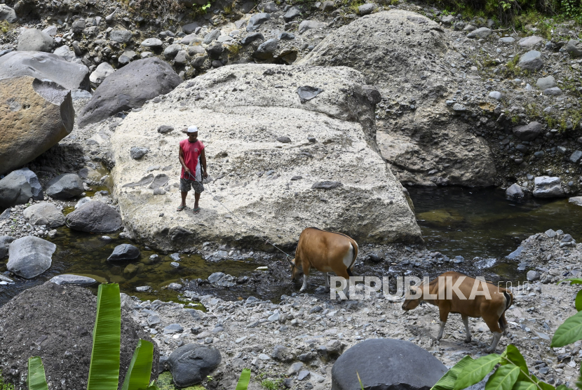 Seorang warga menggiring ternak sapinya melintasi sungai yang airnya menyusut di Desa Pusuk Lestari, Kecamatan Batulayar, Lombok Barat, NTB, Senin (4/9/2023). Badan Meteorologi Klimatologi dan Geofisika (BMKG) NTB merilis, curah hujan di wilayah NTB pada dasarian III Agustus 2023 terpantau dalam kategori rendah (0 - 20 mm/das) di seluruh wilayah NTB sehingga masyarakat diimbau agar meningkatkan kewaspadaan terhadap potensi bencana kebakaran hutan, lahan dan kekeringan yang umumnya terjadi selama puncak musim kemarau.  