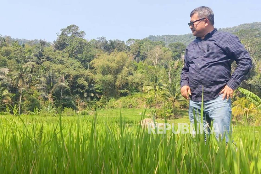 Bupati Garut Rudy Gunawan meninjau lahan pertanian di wilayah bagian selatan Kabupaten Garut, Jawa Barat, Kamis (28/9/2023). 