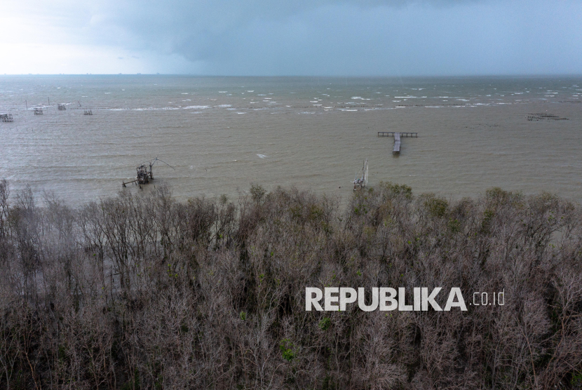 Kondisi vegetasi hutan mangrove yang  meranggas di pesisir Desa Bedono, Kecamatan Sayung, Kabupaten Demak, Jawa Tengah, Rabu (28/1/2026). 